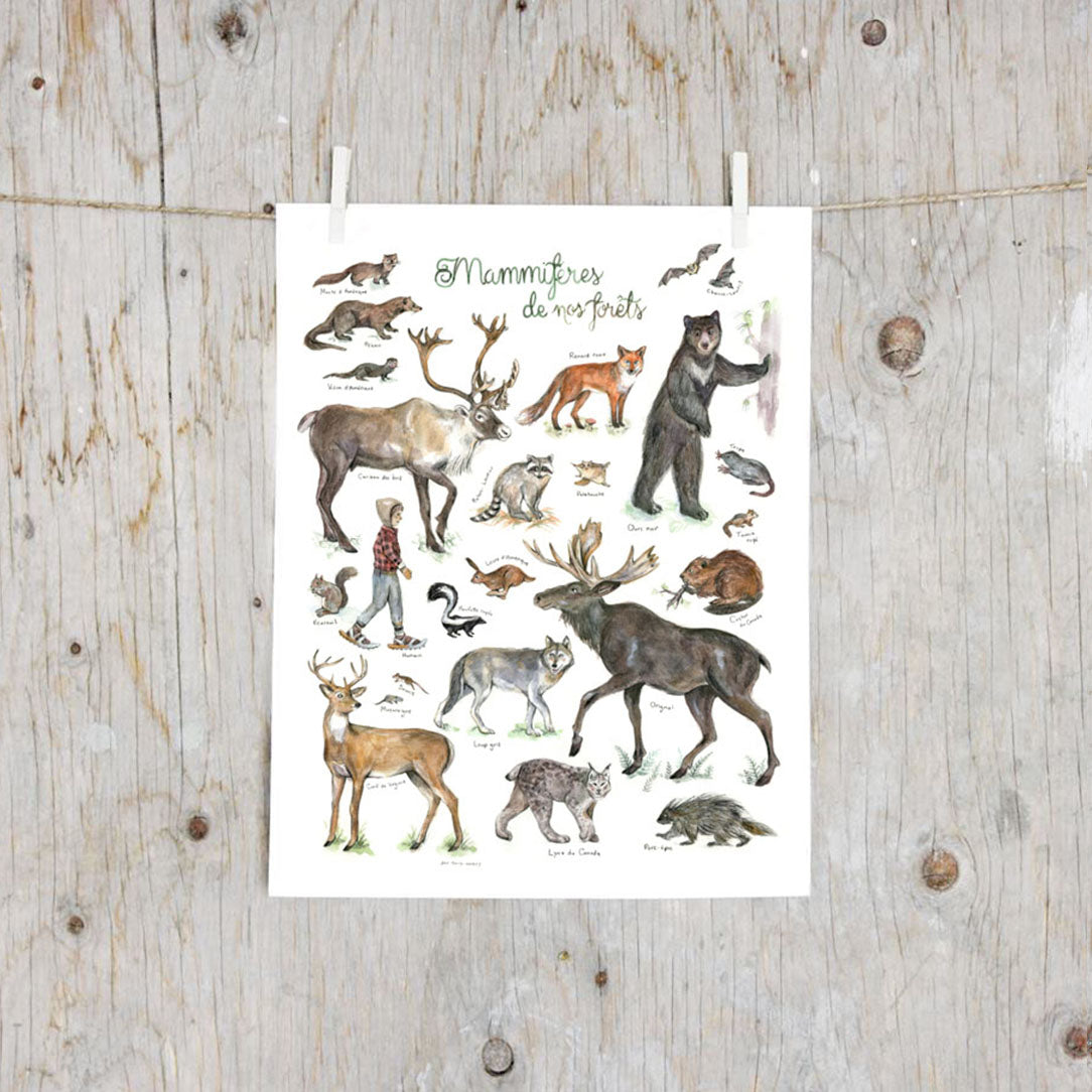 Affiche mammifères de nos forêts - Boutique Articho
