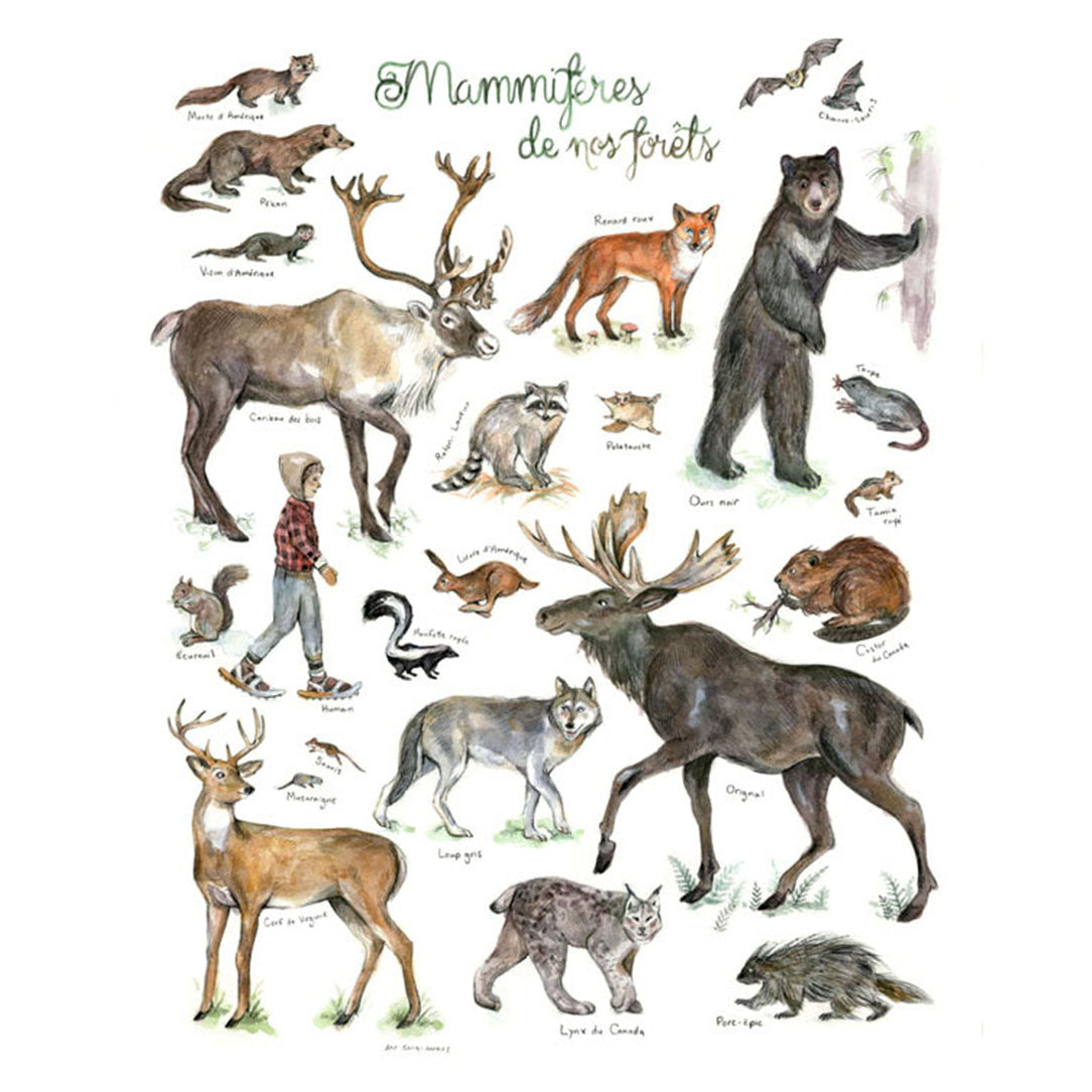 Affiche mammifères de nos forêts - Boutique Articho