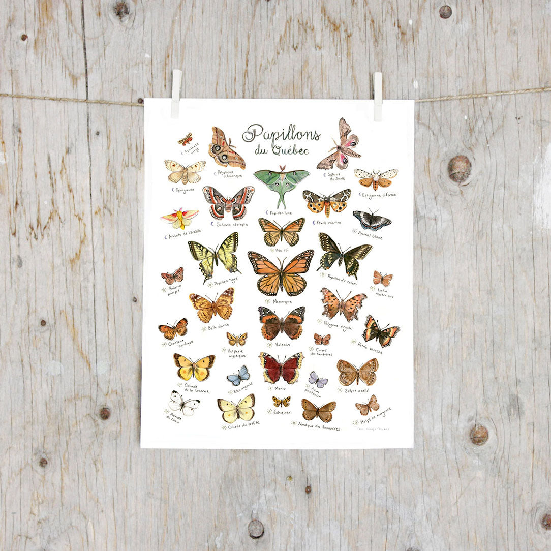Papillons du Québec - Affiche - Boutique Articho