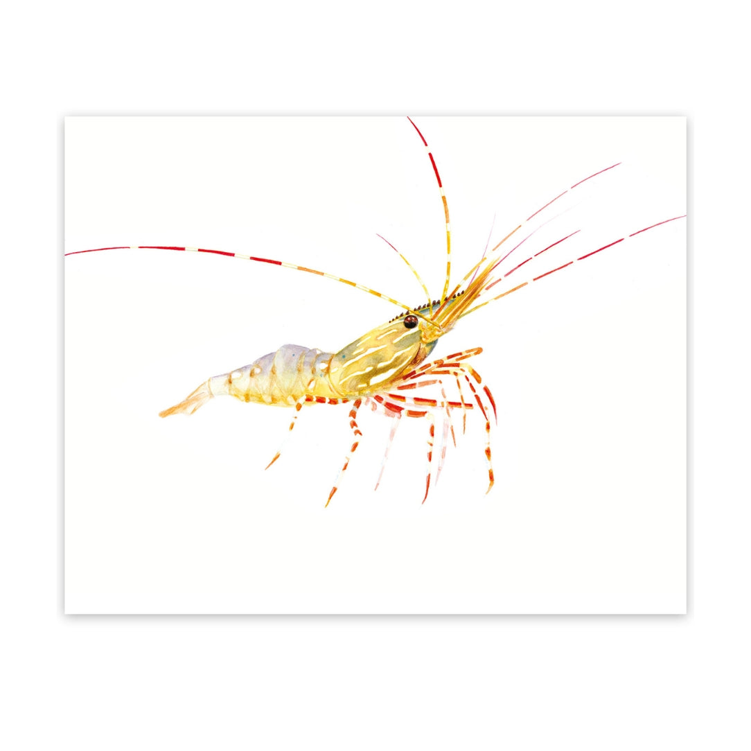 Crevette - Boutique Articho