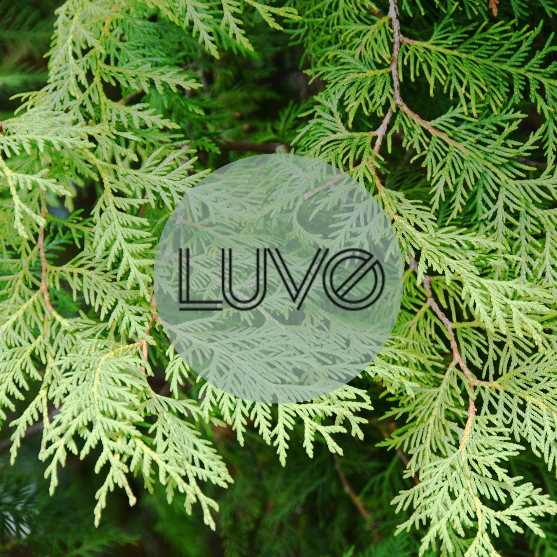 Bougie Cèdre & Labdanum - Boutique Articho