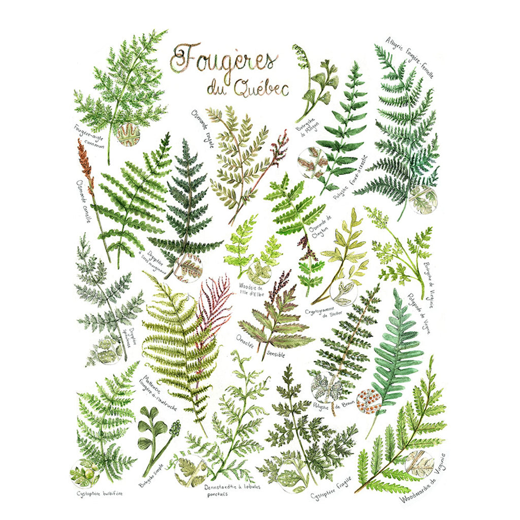 Fougères du Québec - Affiche - Boutique Articho