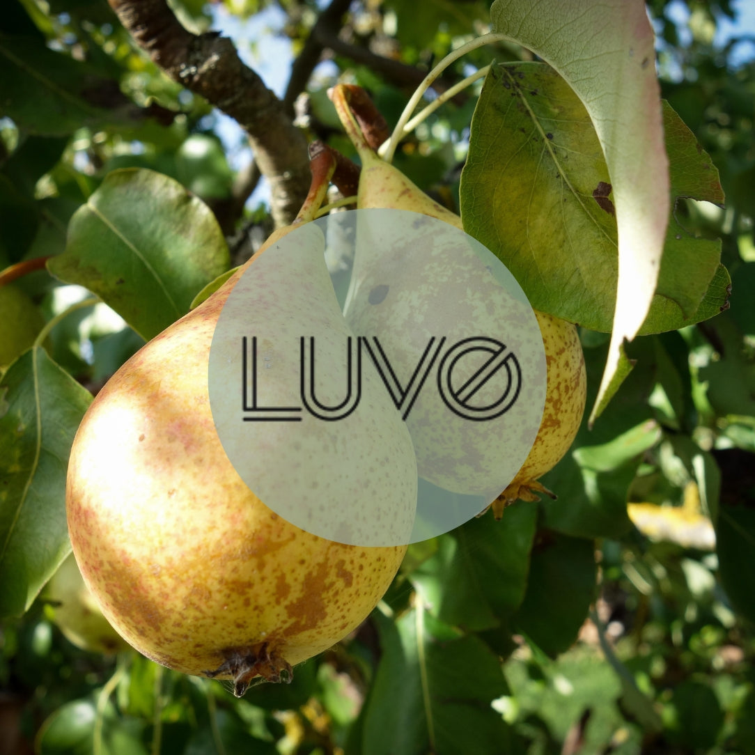 Diffuseur à roseaux - Poire & magnolia - Boutique Articho