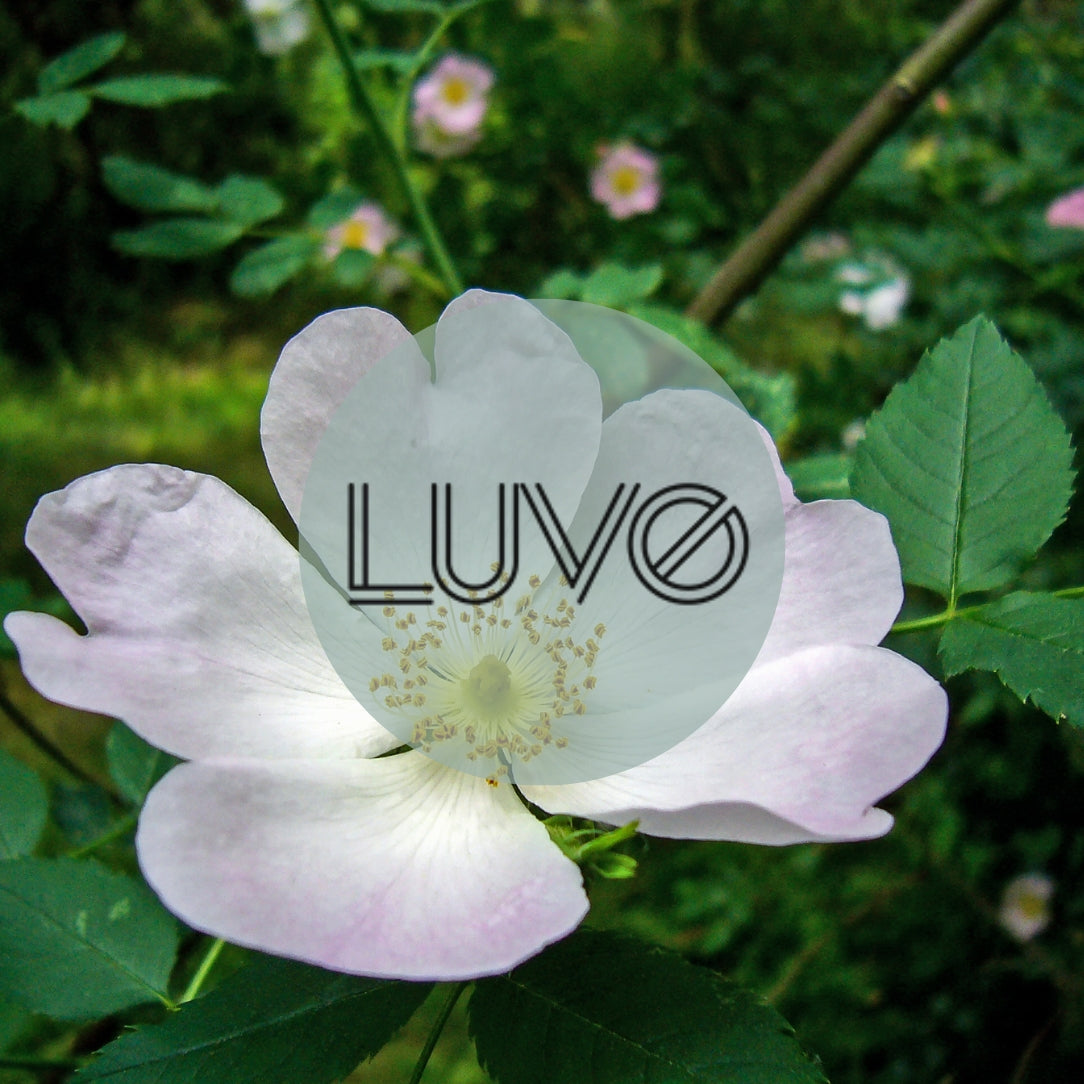 Diffuseur à roseaux - Rose églantier & Cardamome - Boutique Articho