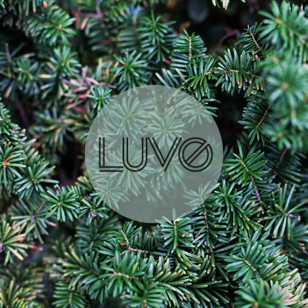 Bougie Aiguilles de sapin & Epicéa - Boutique Articho