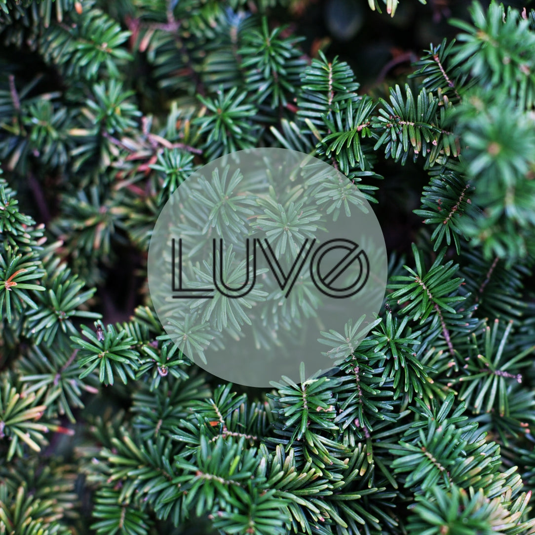 Sapin baumier & Épicéa - Parfum d'ambiance - Boutique Articho