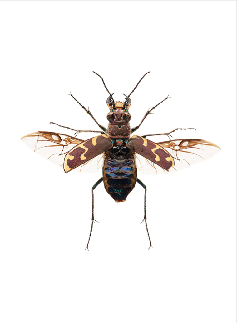 Carte Cicindela formosa - Boutique Articho