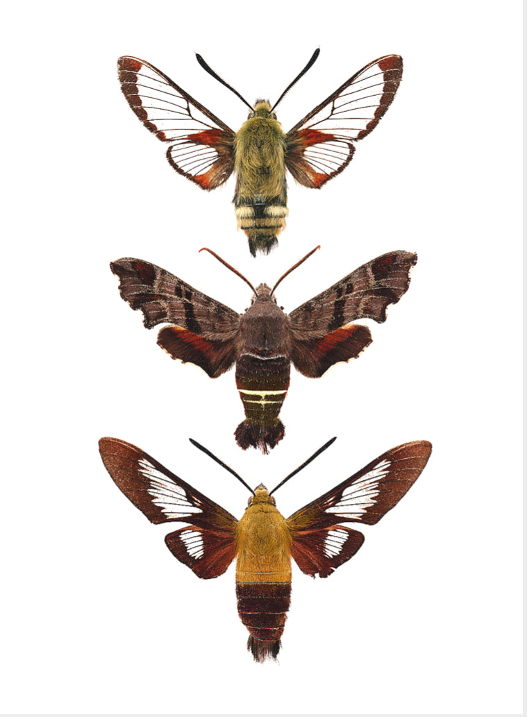 Carte Dilophonotini - Boutique Articho