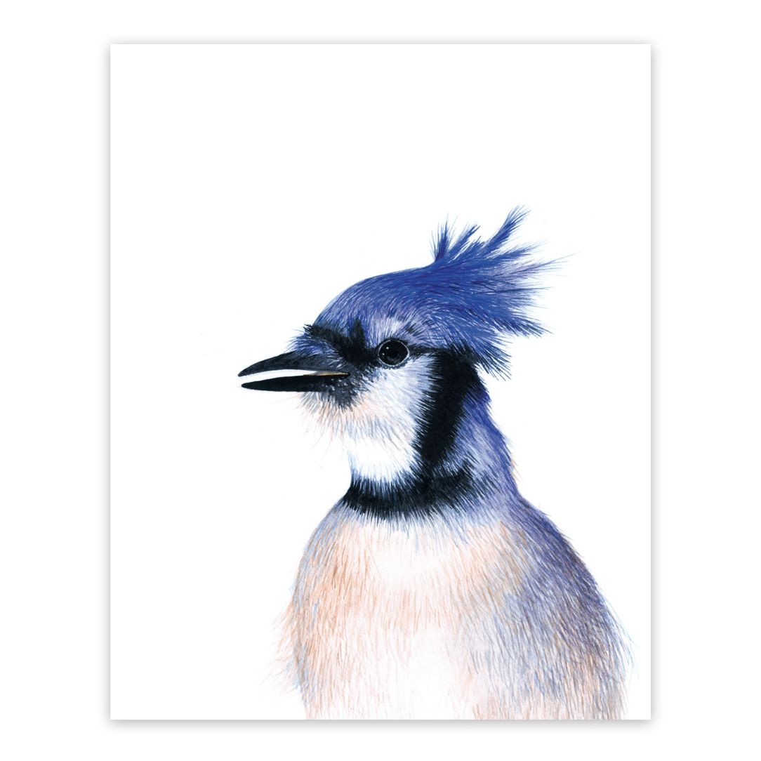 Geai bleu - Boutique Articho