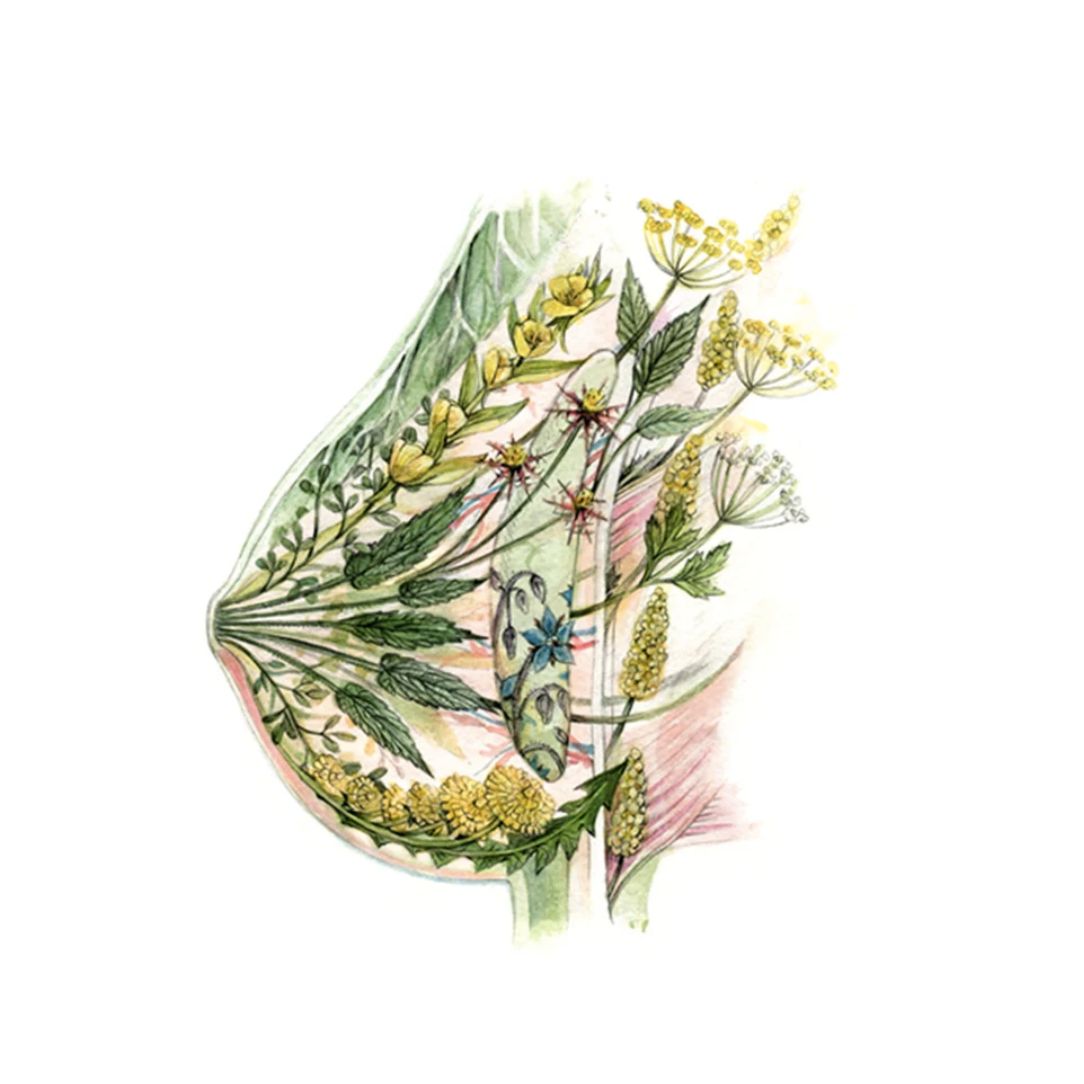 Mathilde Cinq-Mars - Cartes Sein fleuri - Boutique Articho