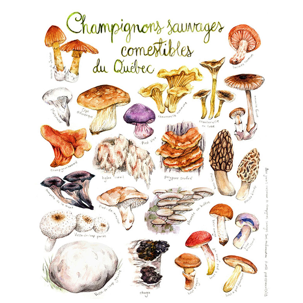 Carte - Champignons comestibles du Québec - Boutique Articho