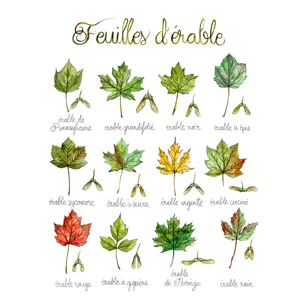 Carte - Feuilles d'érable - Boutique Articho