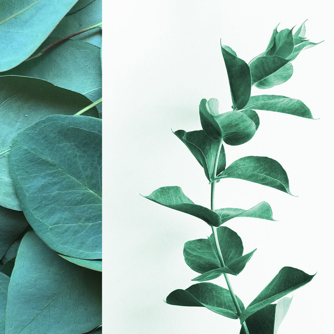 Brume d'ambiance - Eucalyptus & lime - Boutique Articho