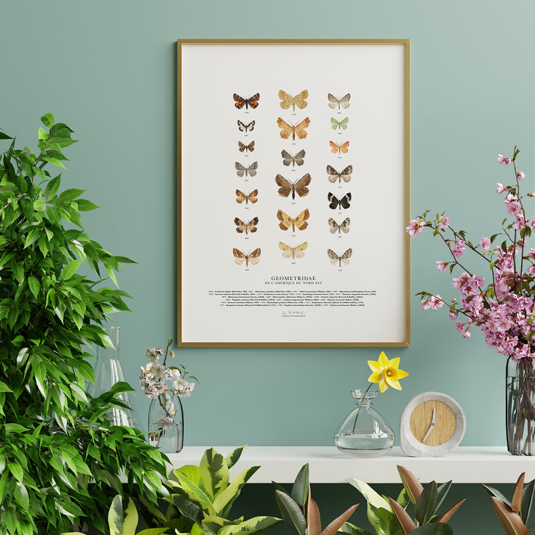 Affiche Geometridae de l'Amérique du Nord-Est - Boutique Articho