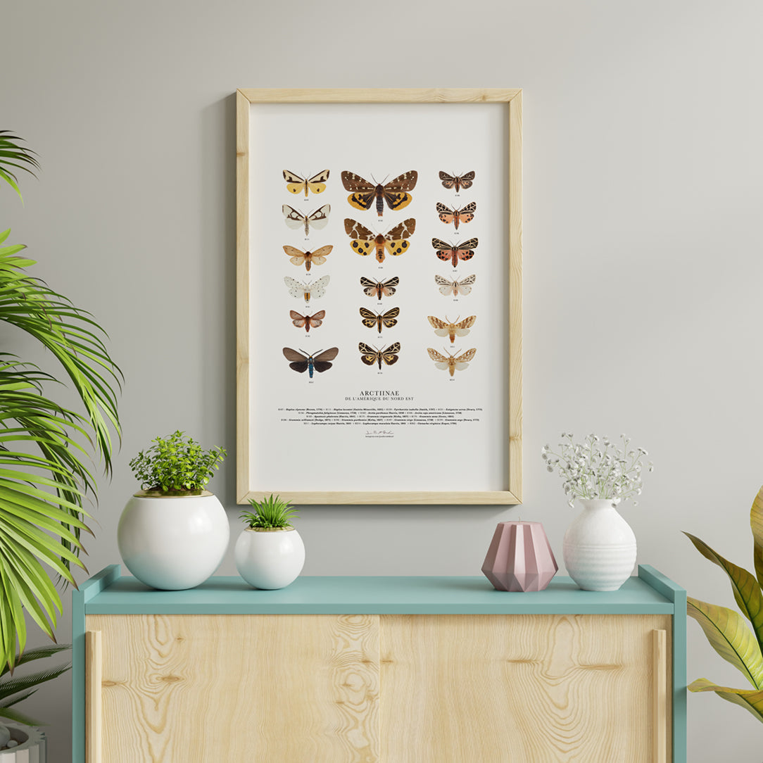 Affiche Arctiinae de l'Amérique du Nord-Est - Boutique Articho