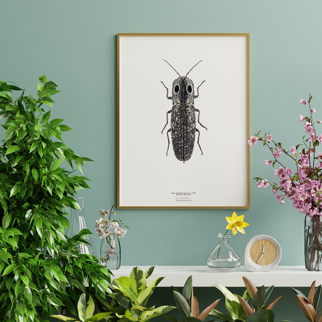 Affiche Alaus oculatus - Boutique Articho