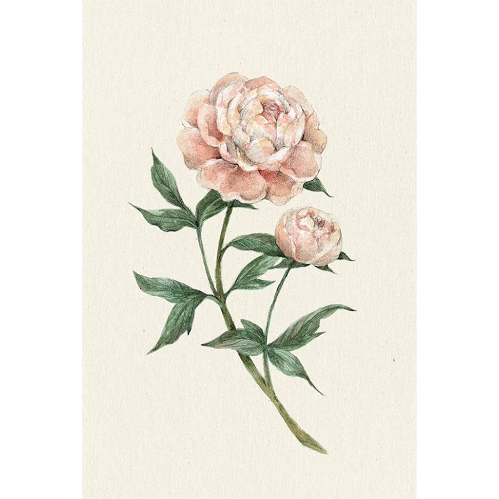 Mathilde cinq-Mars Affiches Pivoine - Boutique Articho