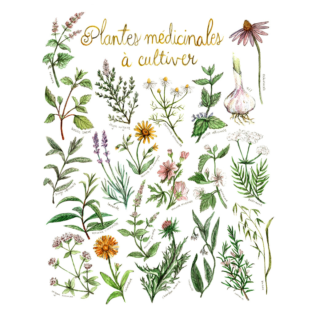 Carte - Plantes médicinales à cultiver - Boutique Articho