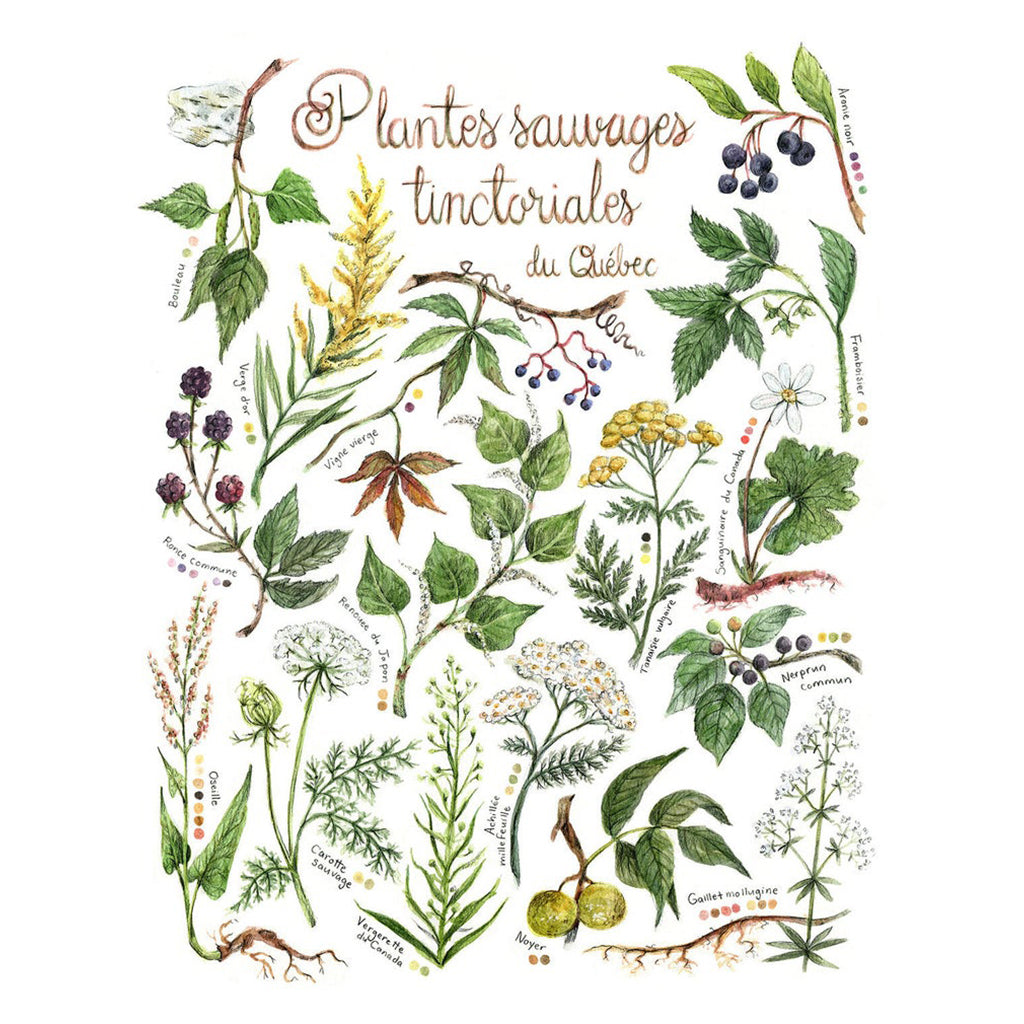 Affiche - Les plantes sauvages tinctoriales - Boutique Articho