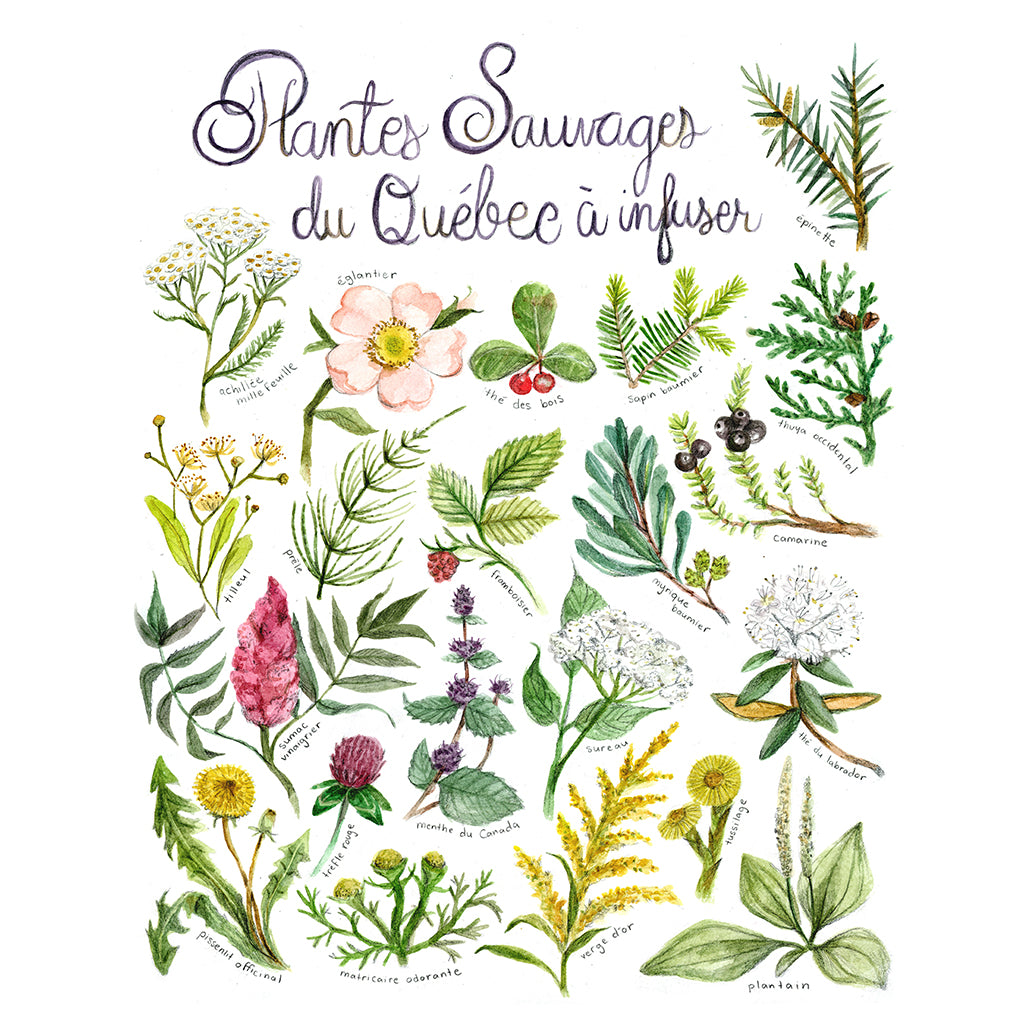 Affiche - Plantes sauvages du Québec à infuser - Boutique Articho