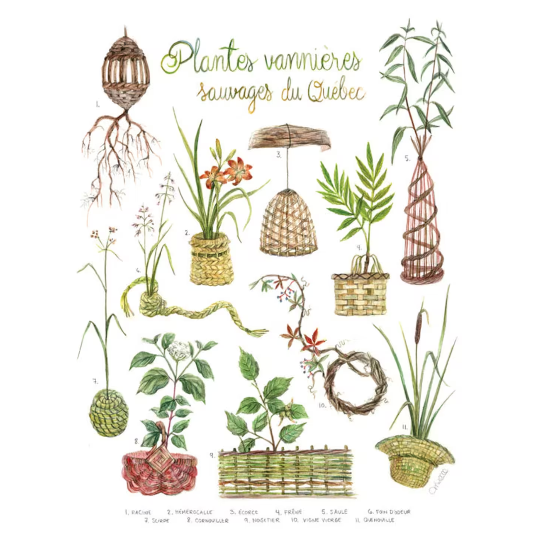 Affiche - Plantes vannières sauvages - Boutique Articho