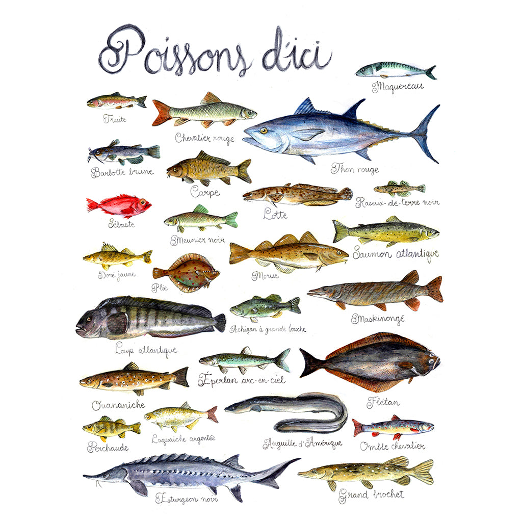 Carte - Poissons d'ici - Boutique Articho