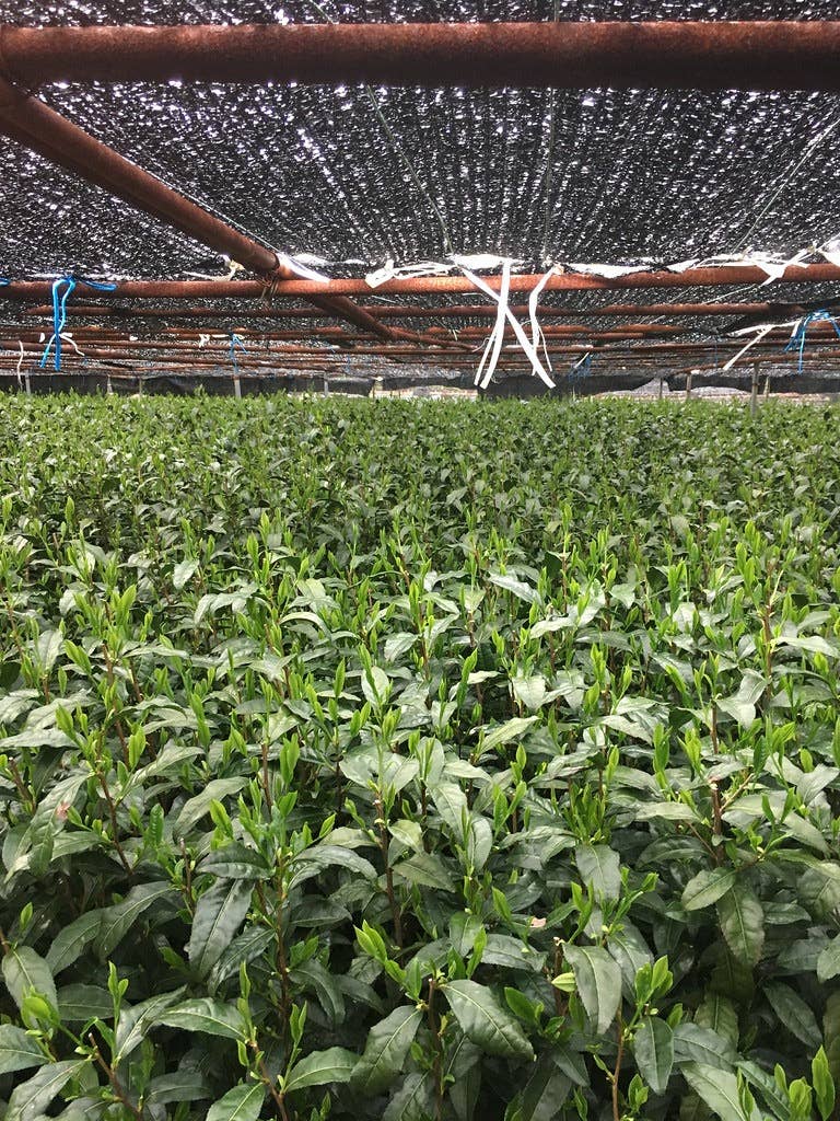 Matcha Yume biologique