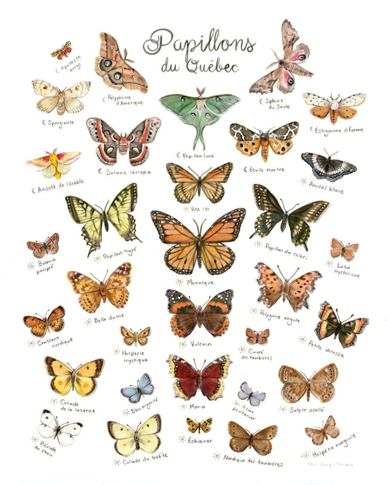 Papillons du Québec - Affiche - Boutique Articho