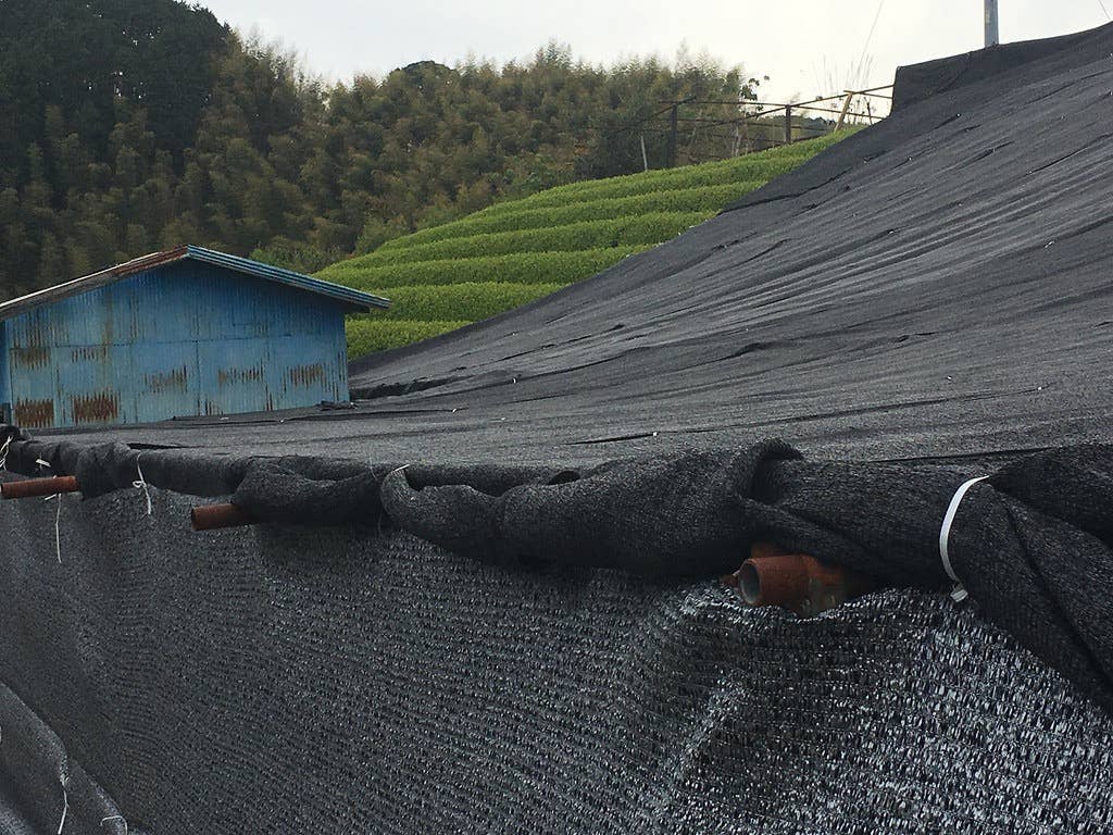 Matcha Yume biologique