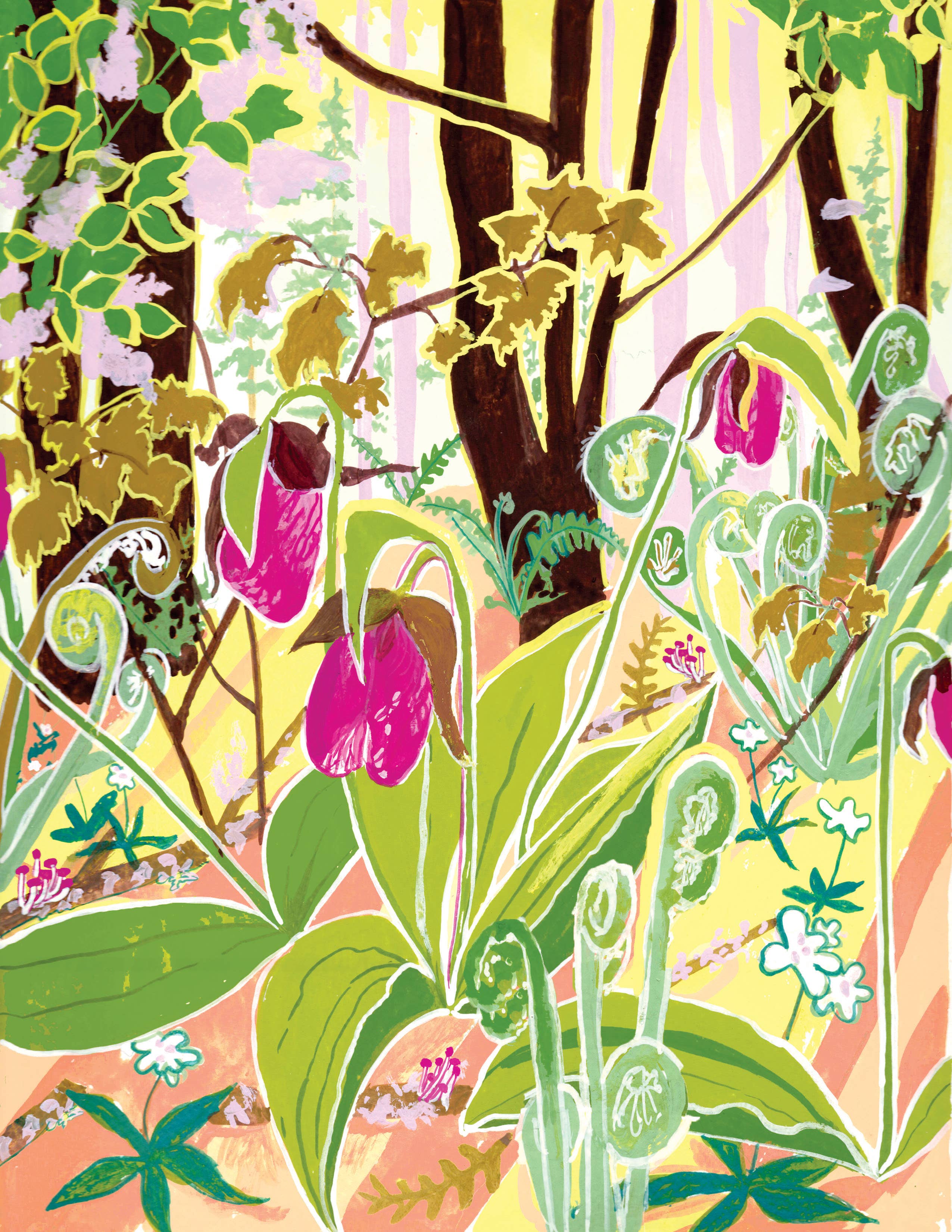 Bois de Sabot de Vénus | Affiche