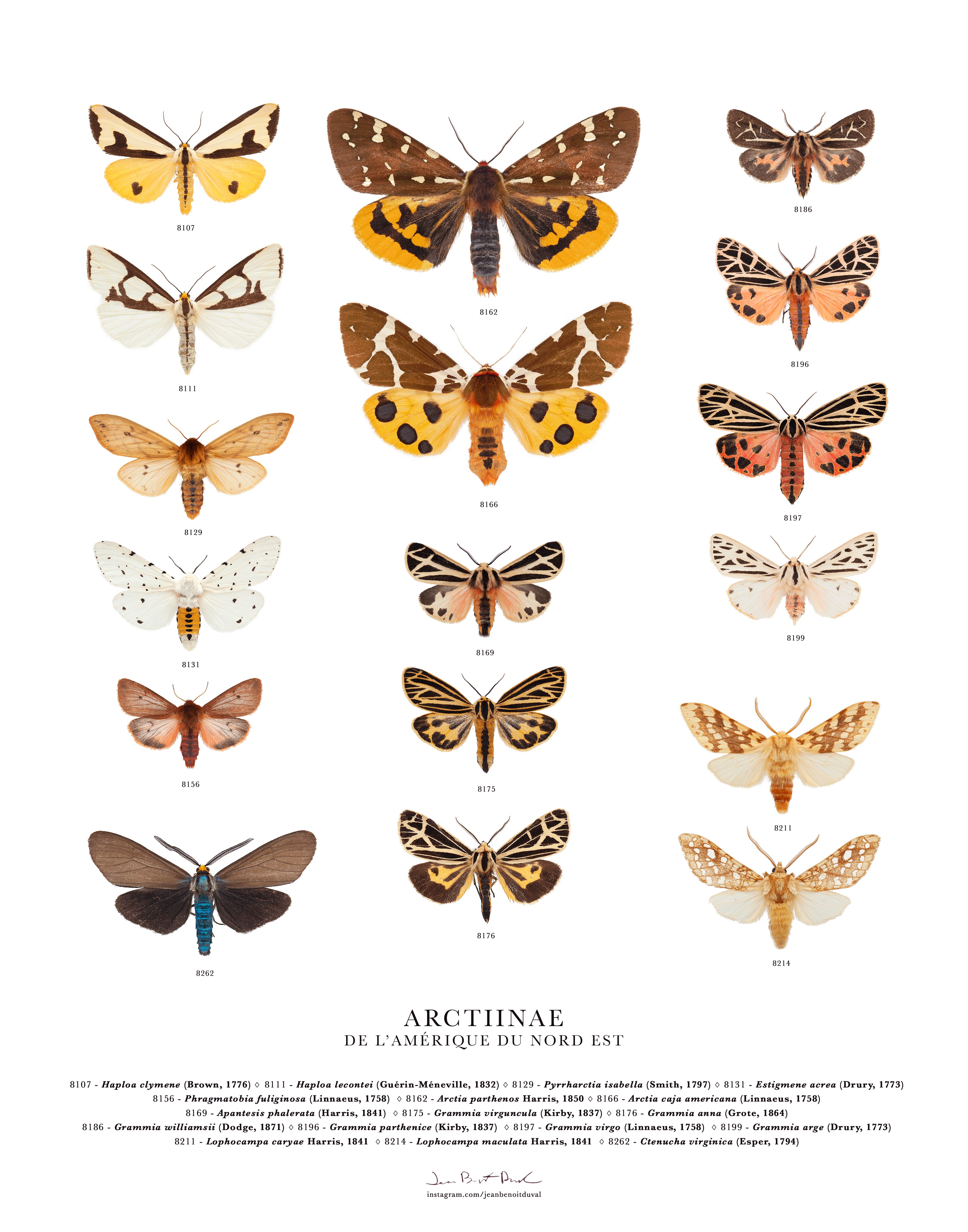 Affiche Arctiinae de l'Amérique du Nord-Est - Boutique Articho
