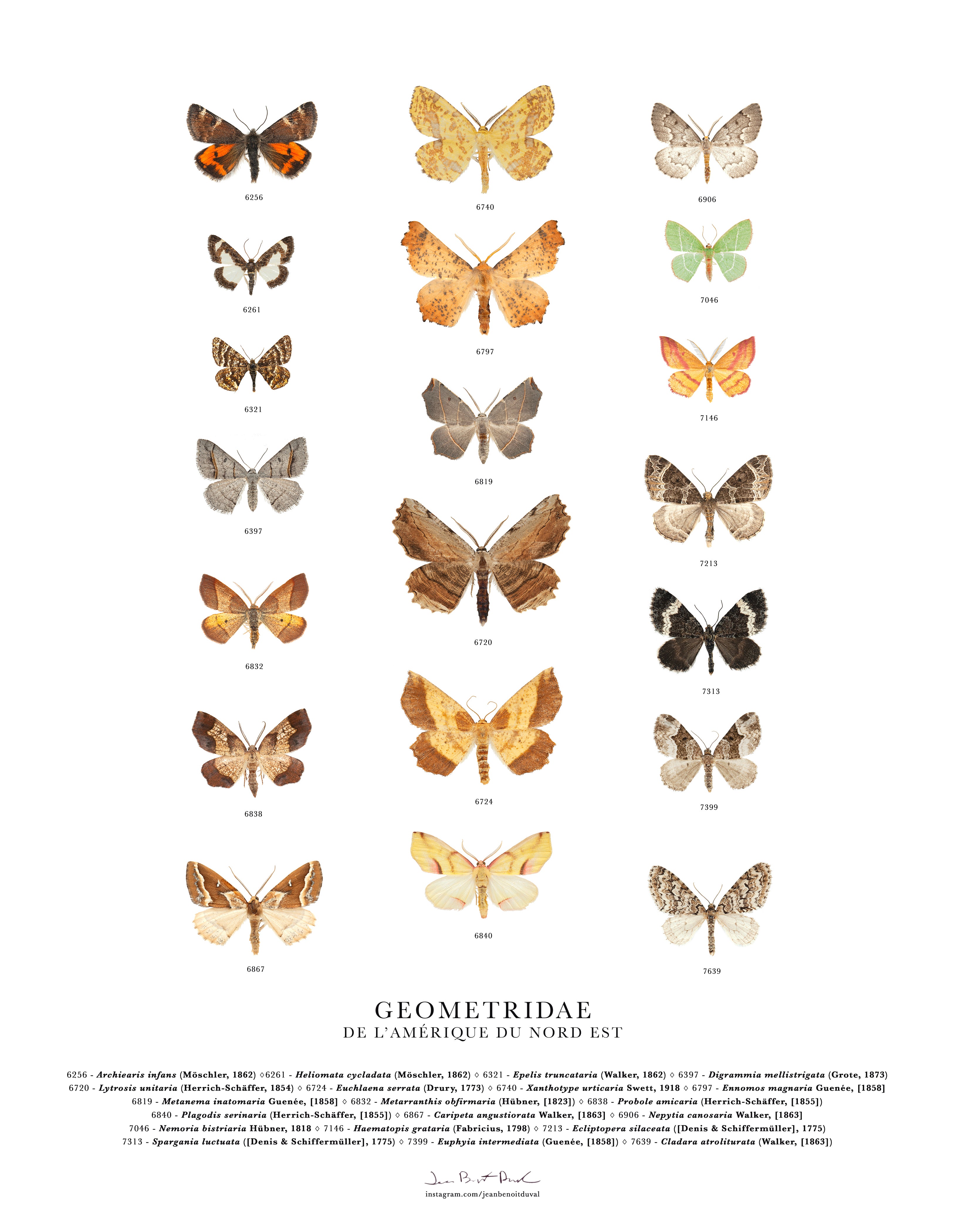 Affiche Geometridae de l'Amérique du Nord-Est - Boutique Articho