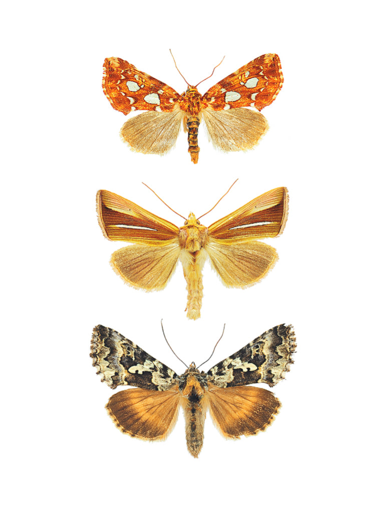 Carte Noctuidae