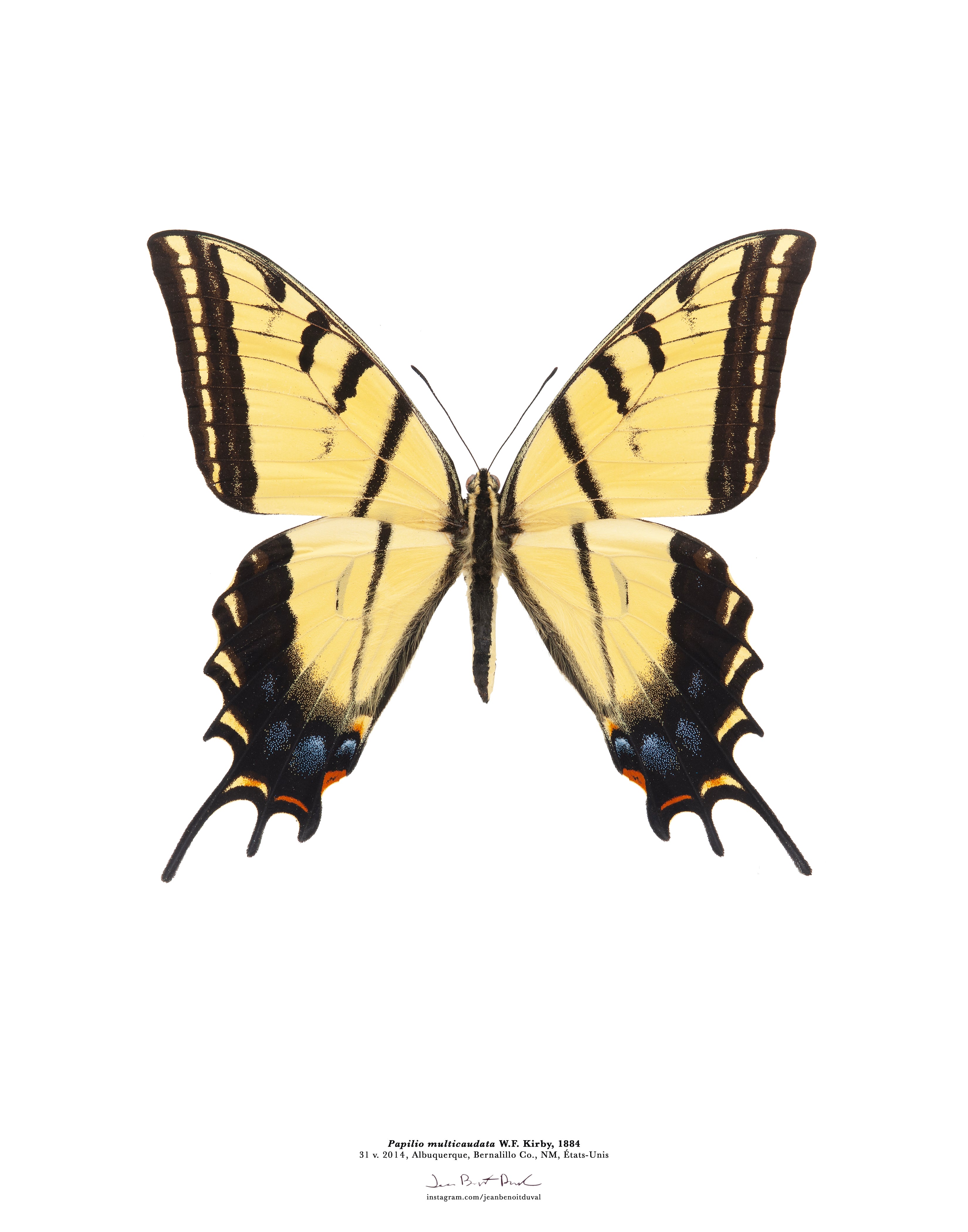 Affiche Papilio multicaudata