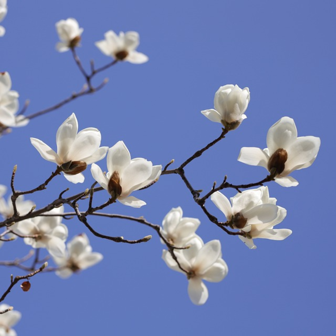 Diffuseur à roseaux - Poire & magnolia