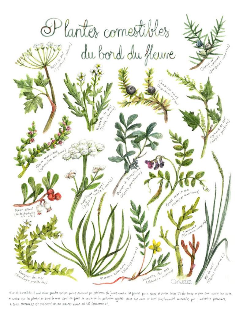 Mathilde Cinq-Mars - carte plantes comestibles fleuve - Boutique Articho