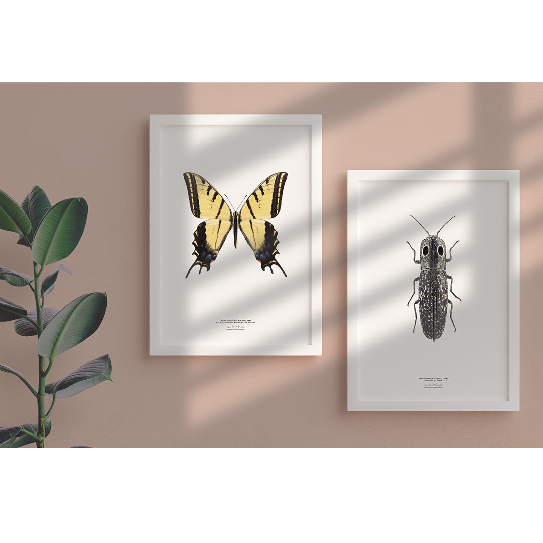 Affiche Papilio multicaudata