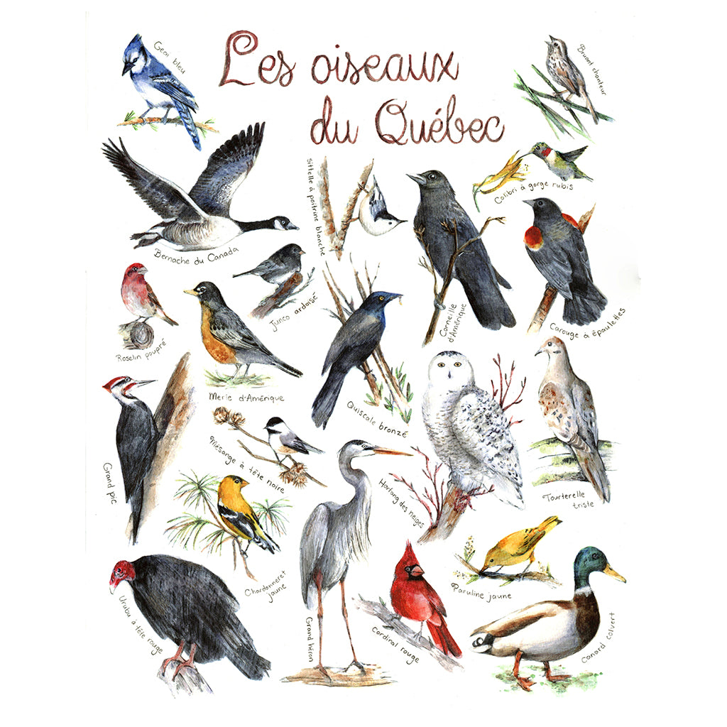Affiche - Les oiseaux du Québec - Boutique Articho