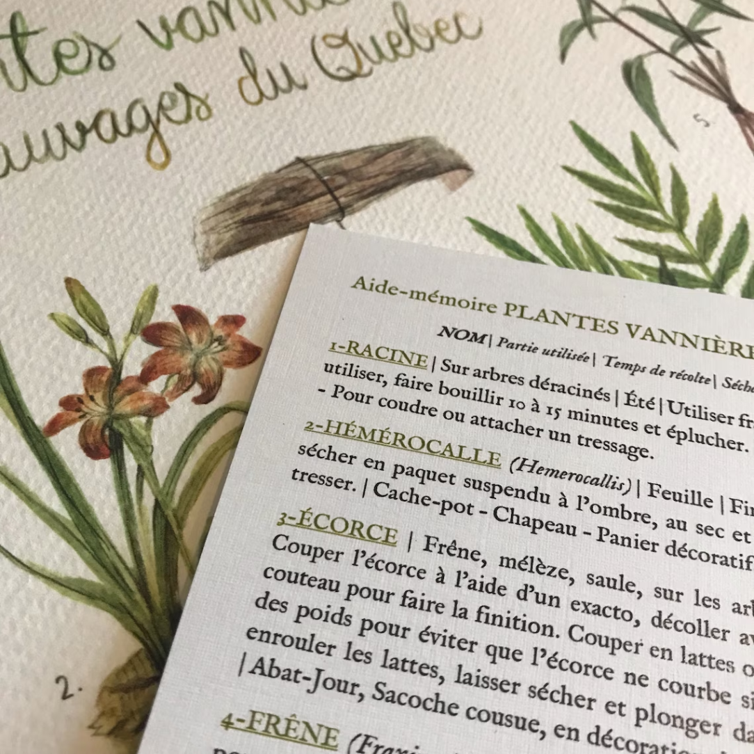 Affiche - Plantes vannières sauvages - Boutique Articho