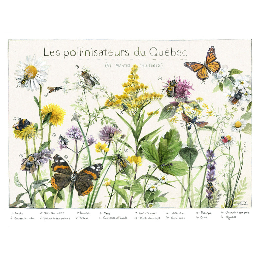 Affiche - Les pollinisateurs du Québec - Boutique Articho