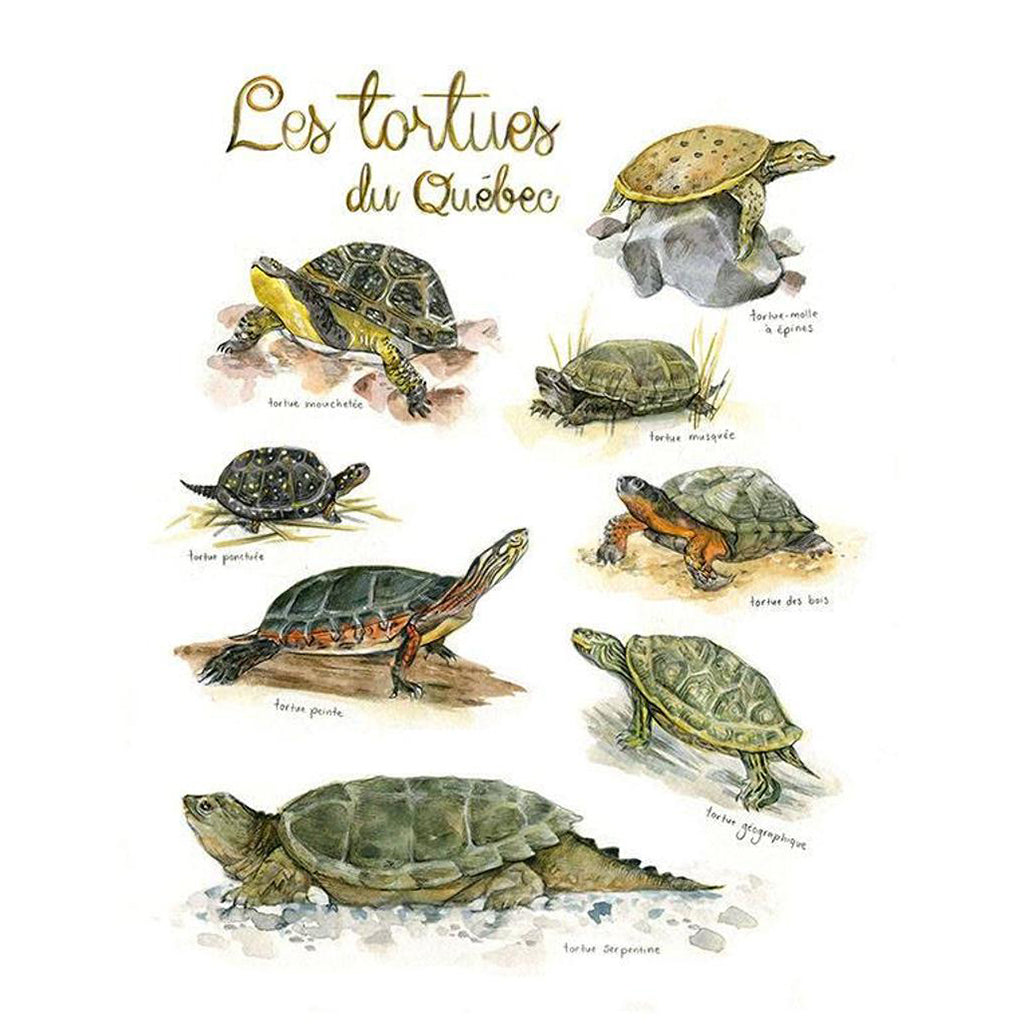 Affiche - Les tortues du Québec