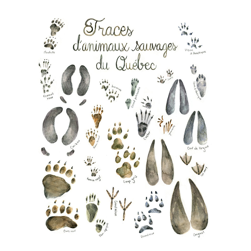Affiche - Traces d'animaux sauvages du Québec - Boutique Articho